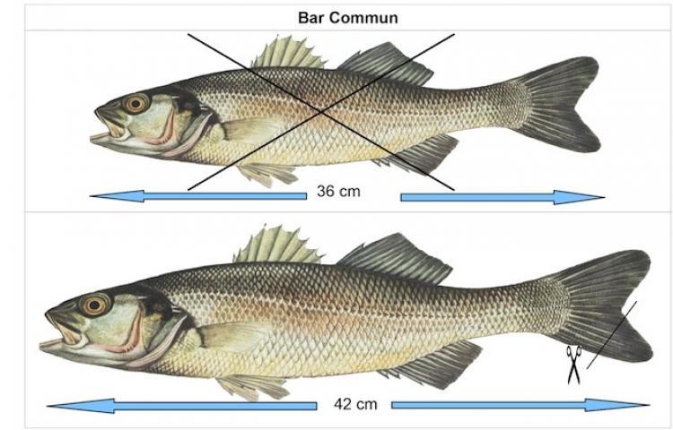Décret relatif aux tailles de poissons